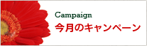 Campaign 今月のキャンペーン